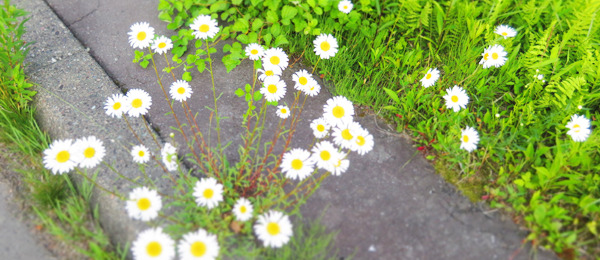 20170702a.jpg