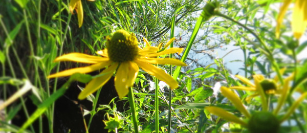 20170820a.jpg