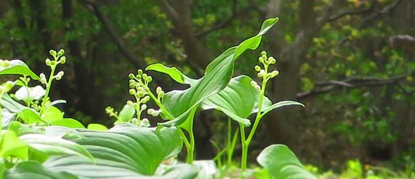 20180520c.jpg